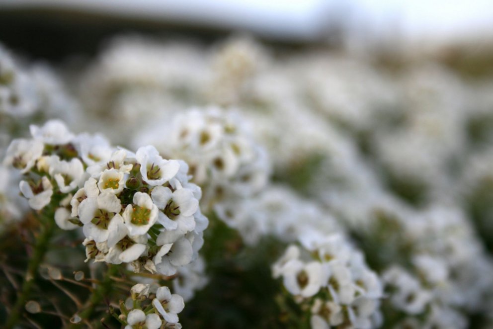 Krabbameinsáætlun til ársins 2030