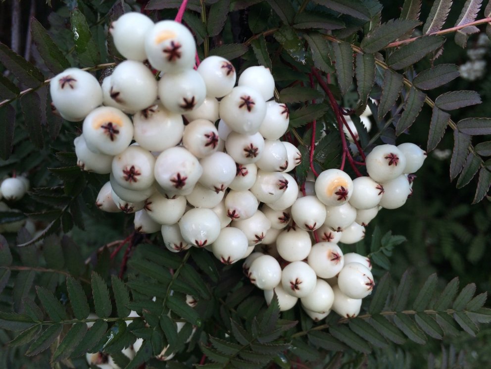 Opnum aftur í dag eftir sumarfrí.