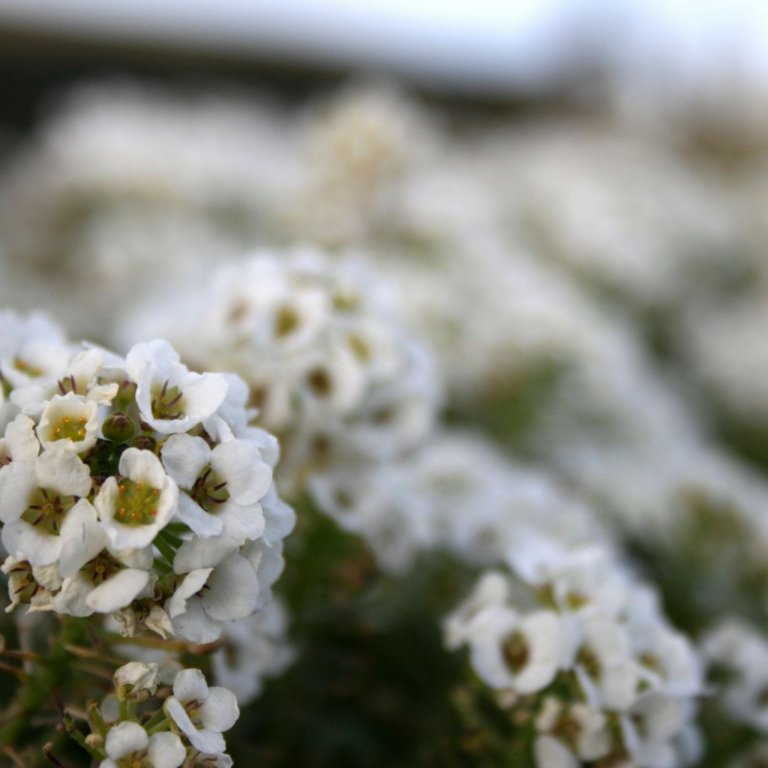 Krabbameinsáætlun til ársins 2030