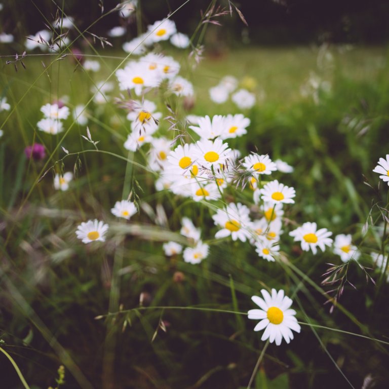 Sumarlokun 6.-26. júlí